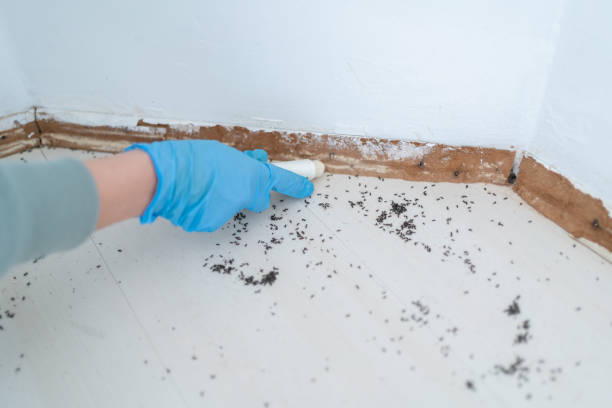 Best Termite Inspection and Treatment  in Powell, WY